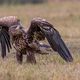 Seeadler (Haliaeetus albicilla)