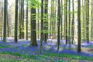 Bluebells, Belgien von Gabi E. Reichert