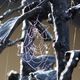 Wet Web on a Sculpture