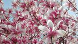 blossom dream by Elevita2