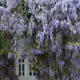 Fechenheim-Bltenhaus -Japanischer Blauregen (Wisteria floribunda)