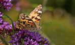 Auf den letzten Blüten des Sommerflieders... von Hirschvogel