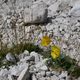 Gelber Alpenmohn