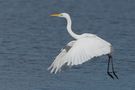 Ardea alba von Daniela Friedrich 