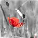 Roter Mohn 