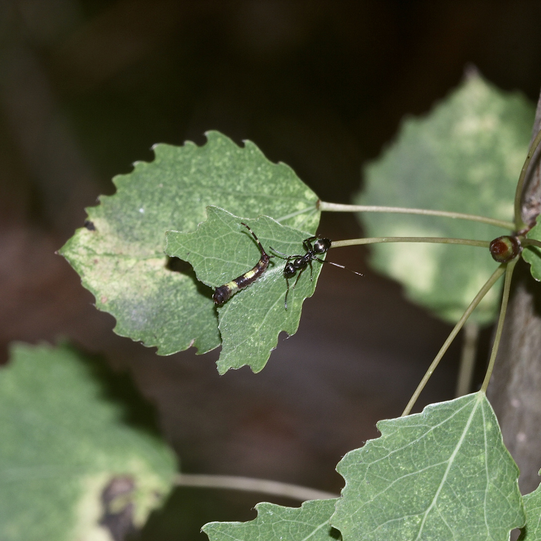 (7/8) Die Raupe des Espen-Gabelschwanzes (Furcula bifida)