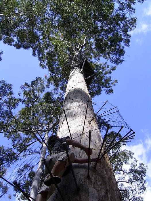 78 Meter hoher Karri- Eukalyptus in den Wäldern von Pemberton