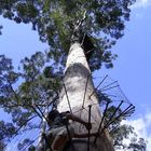 78 Meter hoher Karri- Eukalyptus in den Wäldern von Pemberton