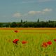 Roter Mohn