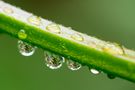 Drops ... von Diane Jordan