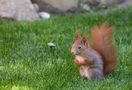 Eichhörnchen im Gras de HeGee-Fotografie