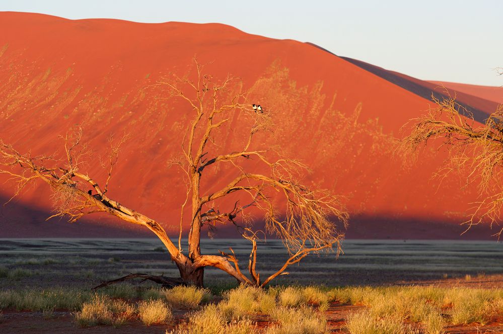 Morgen im Soussusvlei/Namibia von Karlheinz Grosch
