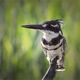 pied kingfisher