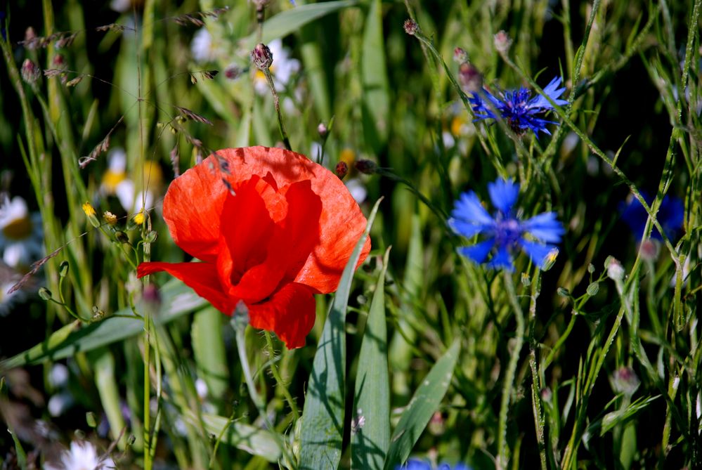 Rot gegen blau von chert 