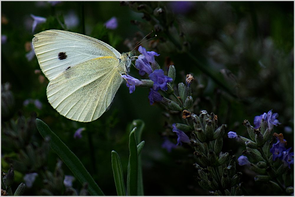 7880   ... ein Weissling im Lavendel  ..