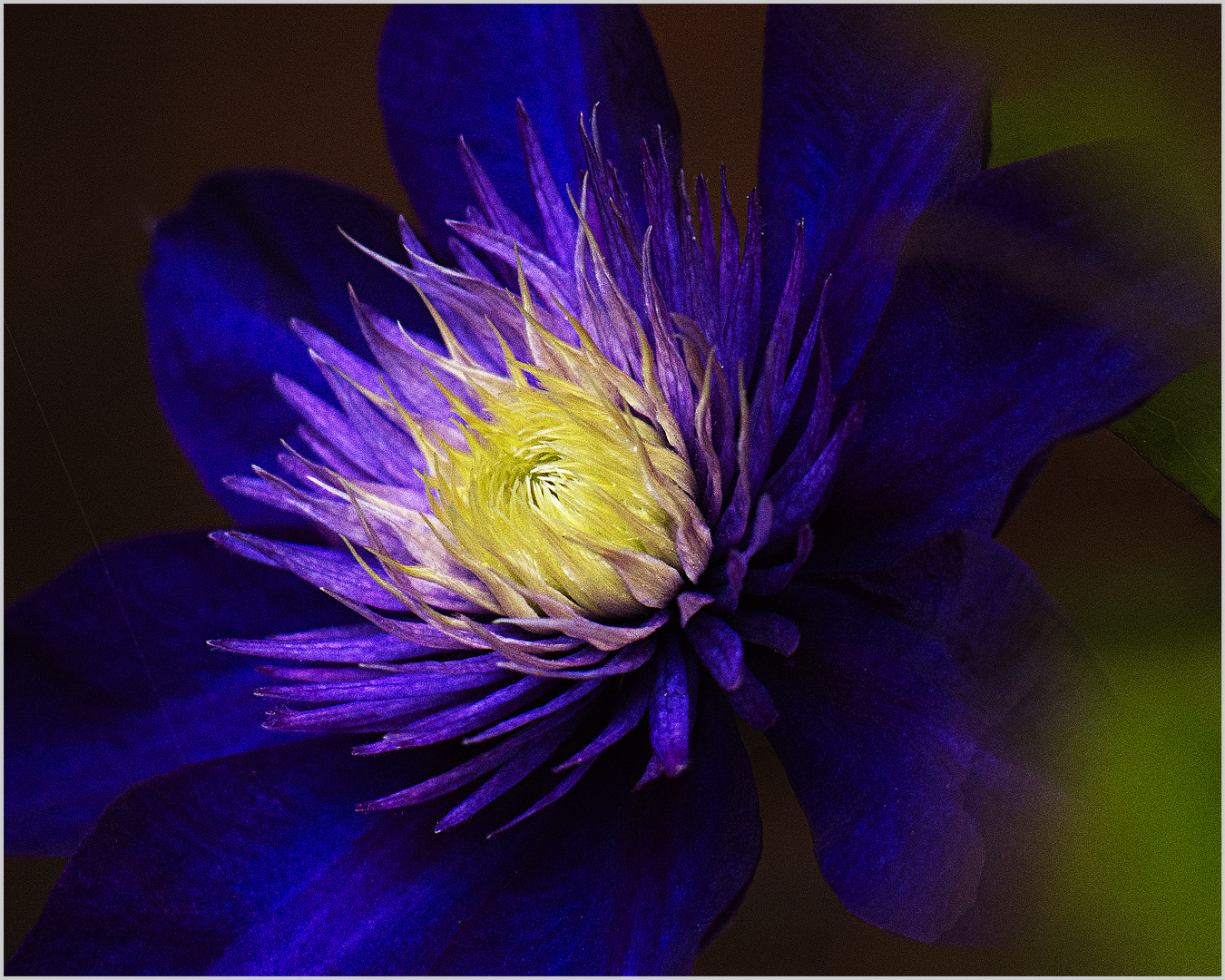 7882   ...  blau blühende Clematis  ..