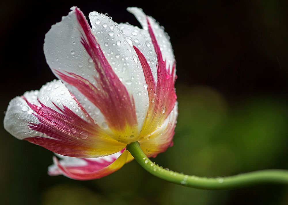 Shane's tulip by Bernard van Giessen