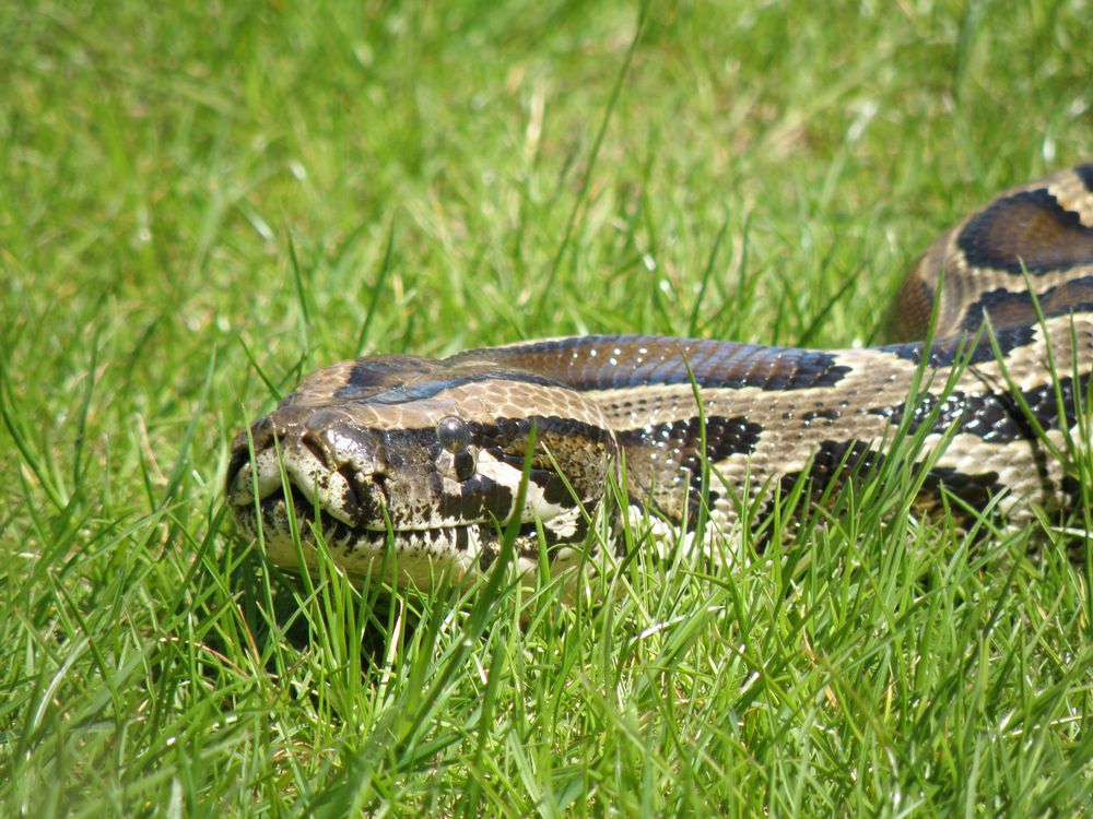 Boa constrictor von isschaef