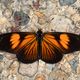 Acraea Mimic (Castilia perilla f. acraeina)