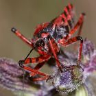 (7/9) Die Rote Mordwanze (Rhynocoris iracundus)