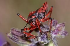 (7/9) Die Rote Mordwanze (Rhynocoris iracundus)