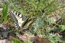 Schwalbenschwanz (Papilio machaon) von 2mal M