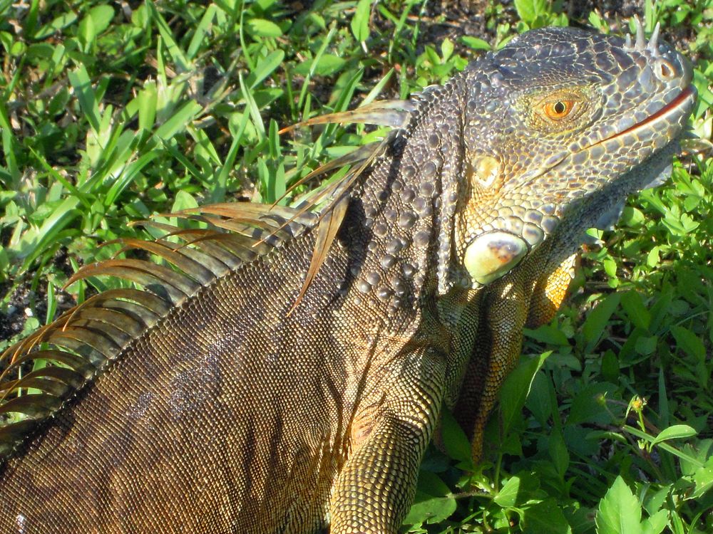 Leguan, der Drache für den Vorgarten von Gerhard Bachleitner