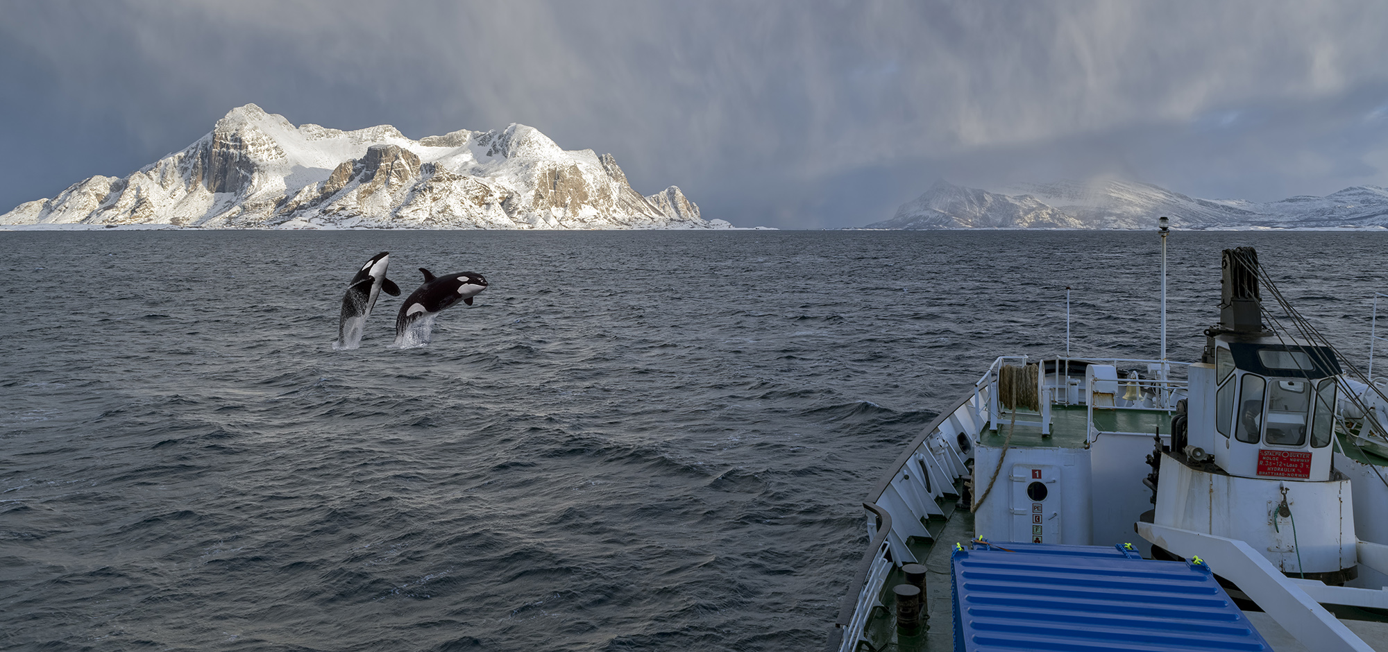 7919R Norwegen Hurtigruten im Winter mit springenden Orkas