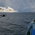 7919R Norwegen Hurtigruten im Winter mit springenden Orkas