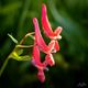 Lobelia laxiflora 