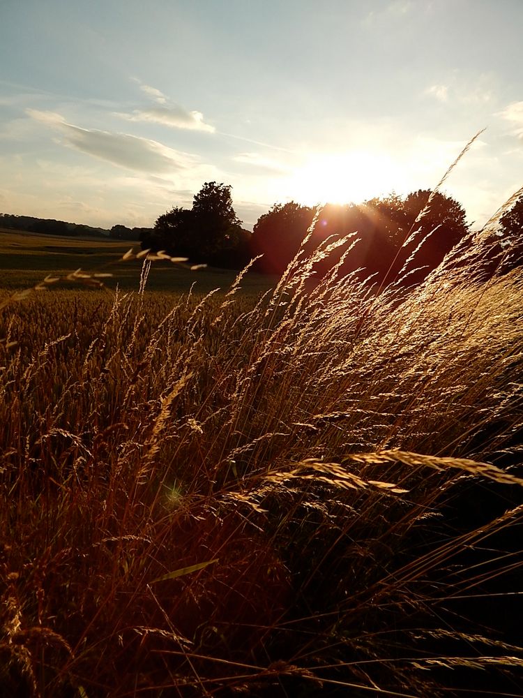 Sonnenuntergang am Feld von Misa Rudolph 