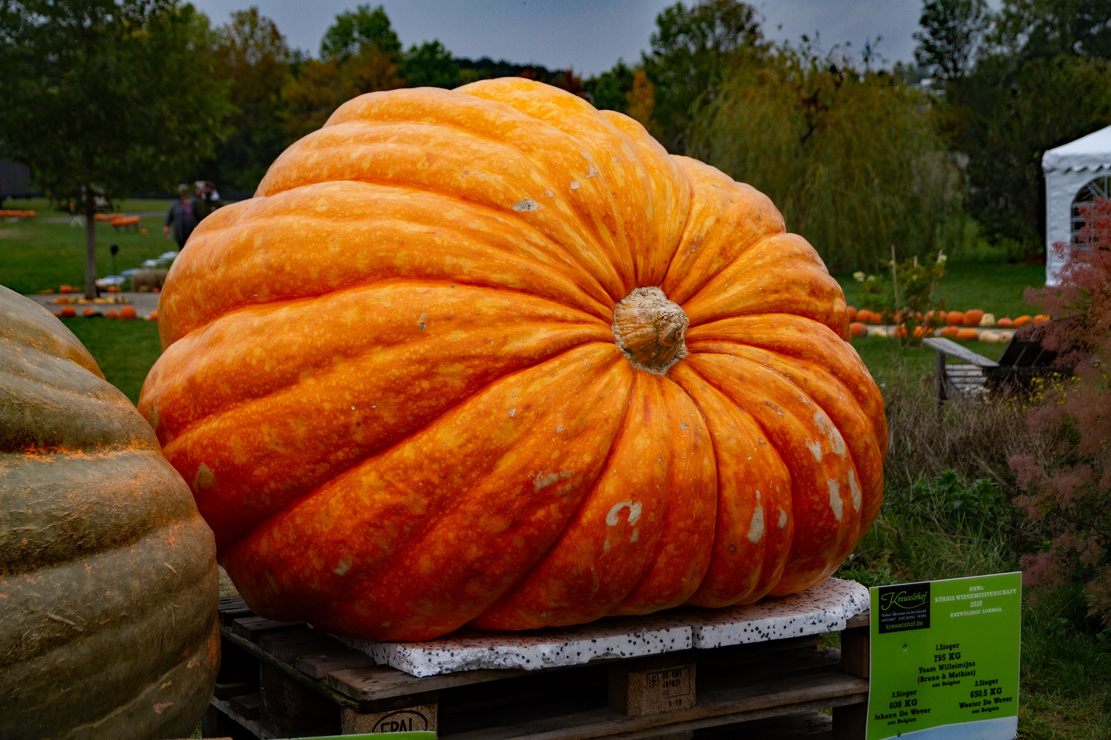 795 kg Kürbis