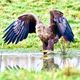 Seeadler (3)