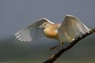 Soft Landing von Gianluca Mariani Nature Photographer