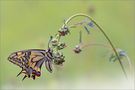 Papilio machaon di Hans Rentsch