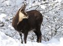 Gämse im Neuschnee by lorenz schaller 