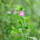 dezente Farbtupfer in der grnen Wiese