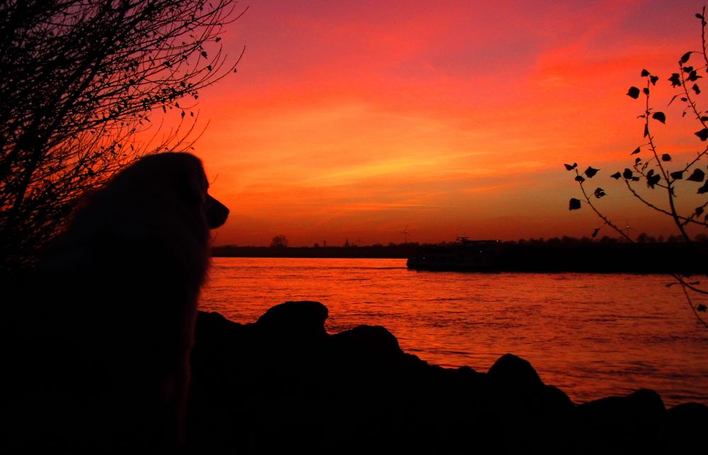 Abends am Rhein von 4tografik 