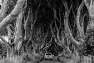 Dark Hedges von Sabine Dörbaum 