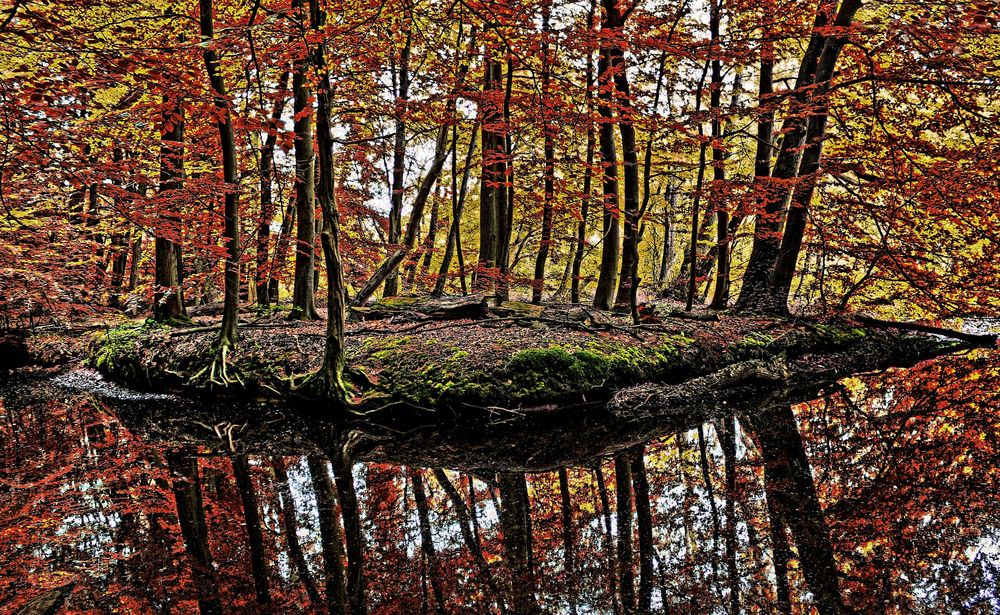 Herbstwald  von monika boenisch