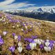 Wildblumenfeld mit Aussicht