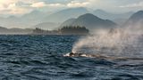 Grauwal vor Vancouver Island by Dirk Schatz