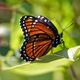 Limenitis archippus