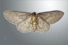 Underside of a moth by FMW51