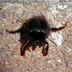 (7A) Mittwochsüberraschung - Rätselauflösung: MAUERBIENE (Osmia cornuta)