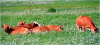 HErbivores HEureux dans l'HErbage... (exo HEbdo) de corinne74