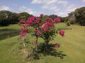 paisaje con colores de flores y césped de Frank Reynaldo Becerra Cetina 