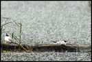 stoiques-sous-la-pluie von artphot36