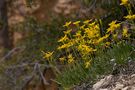 Wildblumen im Bryce Canyon by Günter Nau