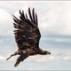 Seeadler krftiger Flgelschlag